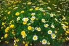 Wildflowers in Harmon Canyon Preserve, Ventura, California, USA Art Print